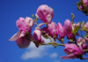 Czy fusy z kawy pomagają magnoliom? Ogrodnicy stosują ten trik od lat, ale niewielu zna jego skutki magnolia