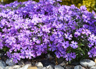 Gdzie najlepiej sadzić floksy? Ten wybór miejsca decyduje o ich kwitnieniu przez całe lato floksy