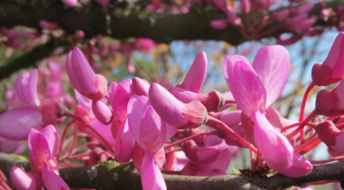 Czym różni się judaszowiec kanadyjski od chińskiego? Sprawdź, zanim posadzisz w ogrodzie! judaszowiec