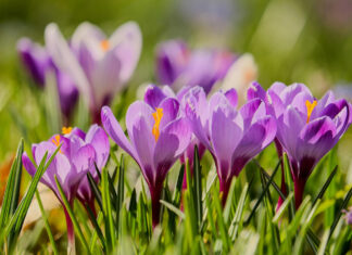 Jak sadzić krokusy na trawniku? Ten trik sprawi, że Twój ogród zakwitnie jak z bajki! krokusy