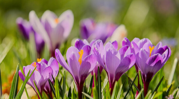 Jak sadzić krokusy na trawniku? Ten trik sprawi, że Twój ogród zakwitnie jak z bajki! krokusy