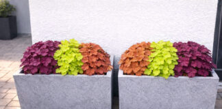 Kiedy się sadzi żurawki? Sprawdź najlepszy termin i uniknij błędów w uprawie żurawka