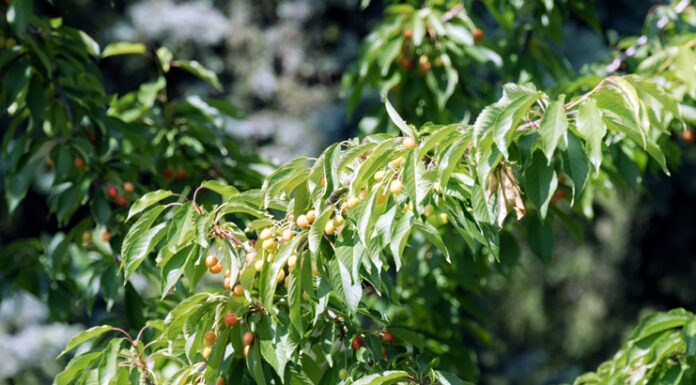 Jak zadbać o czereśnie? Dzięki tym prostym zasadom drzewo obsypie się owocami! czereśnie