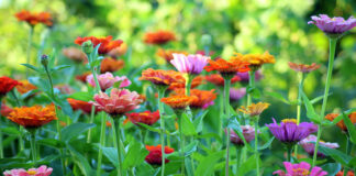 To pytanie dzieli ogrodników! Czy kwiaty uprawia się, czy hoduje? Sprawdź, kto ma rację kwiaty