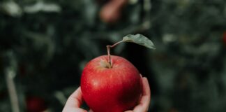 Dlaczego jabłka są duże, ale bez smaku? Sadownicy wskazują kilka przyczyn, o których mało kto pamięta duże jabłko